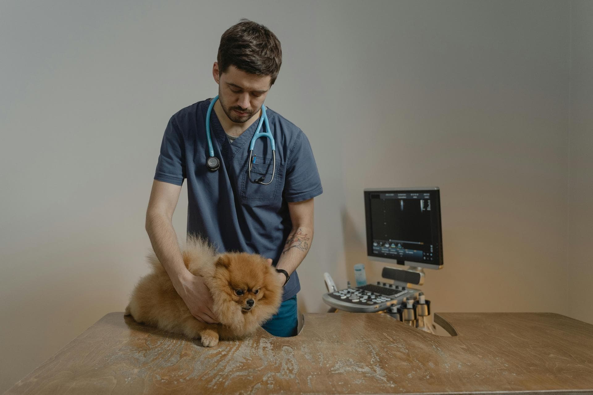Best Vets in White Plains